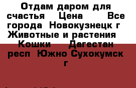 Отдам даром для счастья. › Цена ­ 1 - Все города, Новокузнецк г. Животные и растения » Кошки   . Дагестан респ.,Южно-Сухокумск г.